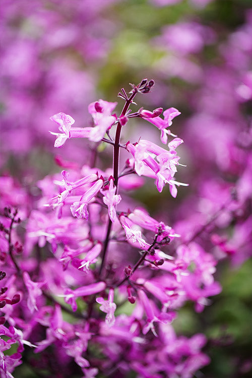 Mona Lavender Mona Pink (Plectranthus)