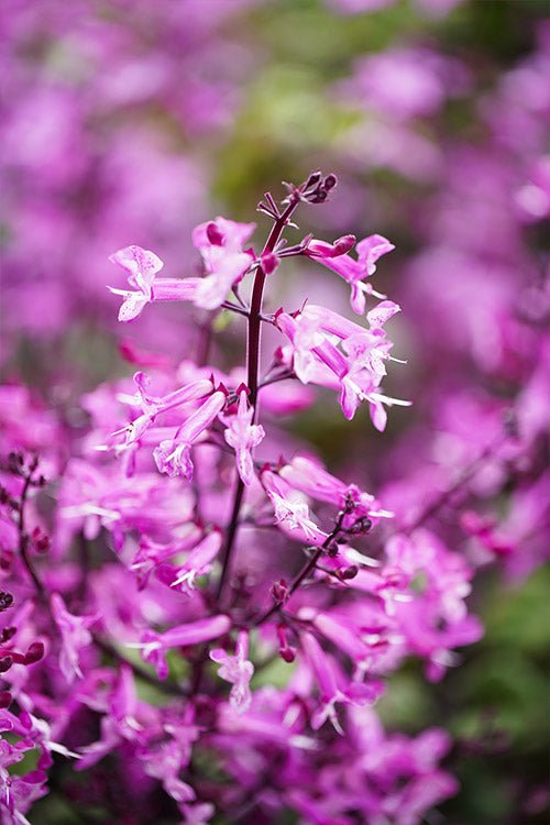 Mona Lavender Mona Pink (Plectranthus) - Ladybird Nursery