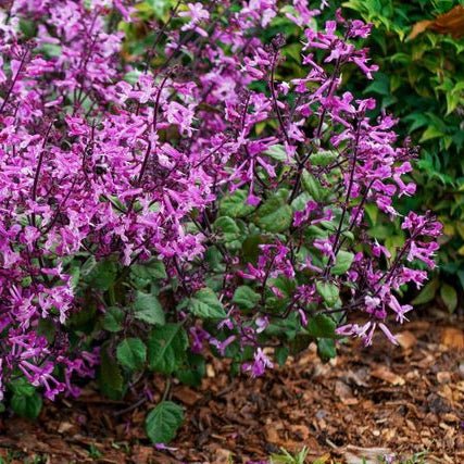 Mona Lavender Mona Pink (Plectranthus) - Ladybird Nursery