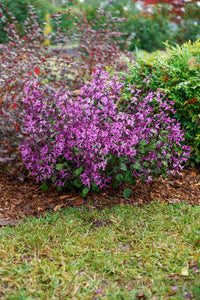 Mona Lavender Mona Pink (Plectranthus)