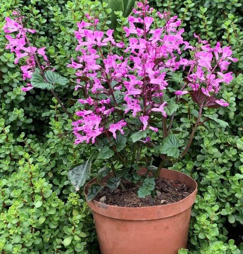 Mona Lavender Mona Pink (Plectranthus) - Ladybird Nursery