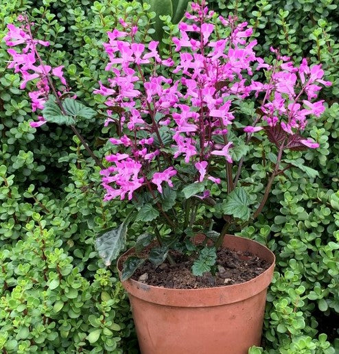 Mona Lavender Mona Pink (Plectranthus)