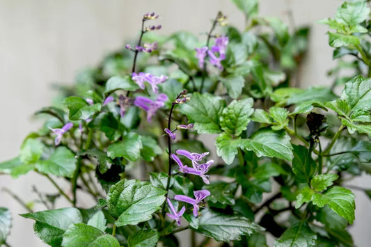 Mona Lavender Mona (Plectranthus)