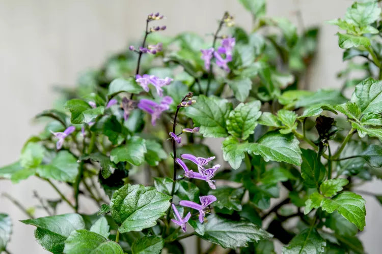 Mona Lavender Mona (Plectranthus)