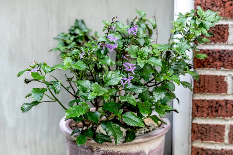 Mona Lavender Mona (Plectranthus)