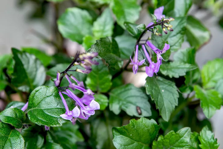 Mona Lavender Mona (Plectranthus)