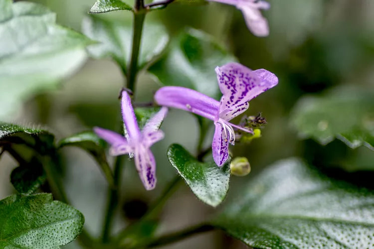 Mona Lavender Mona (Plectranthus)