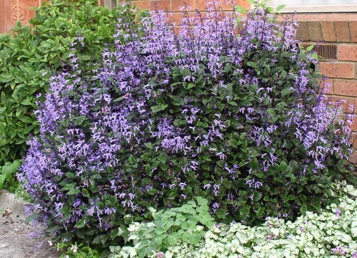 Mona Lavender Mona (Plectranthus)