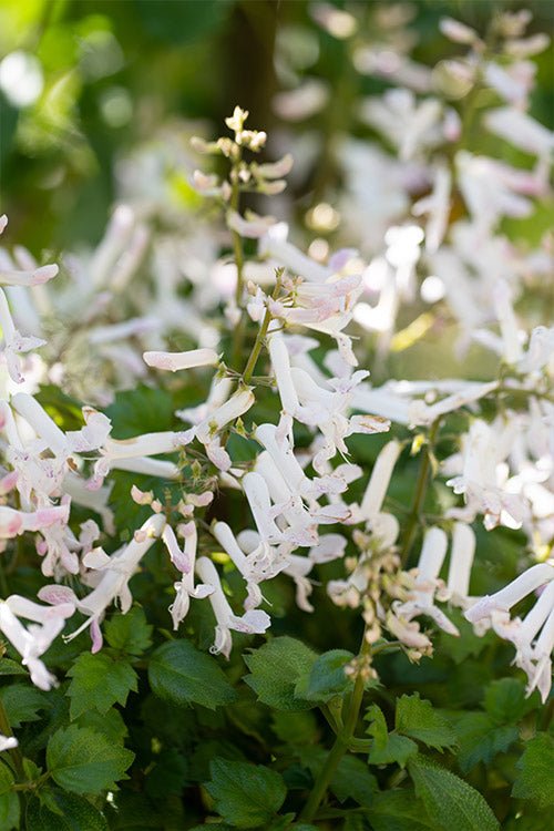 Mona Lavender Mona White (Plectranthus) - Ladybird Nursery