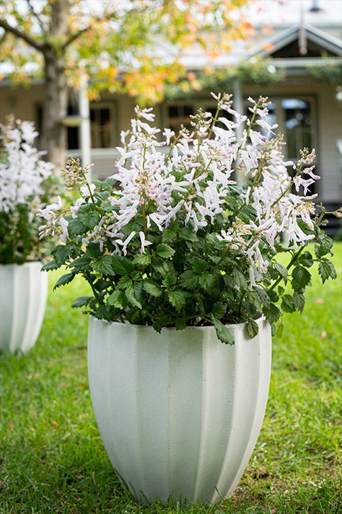 Mona Lavender Mona White (Plectranthus) - Ladybird Nursery