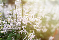 Mona Lavender Mona White (Plectranthus)