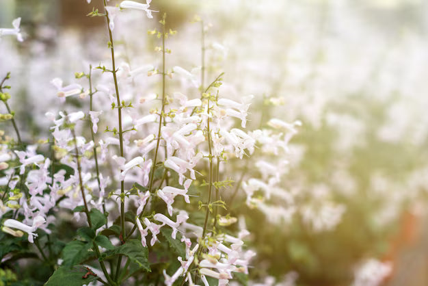 Mona Lavender Mona White (Plectranthus)