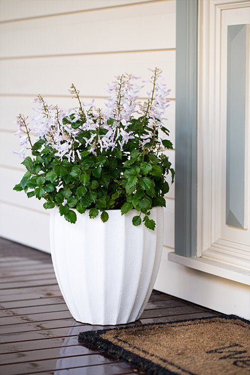 Mona Lavender Mona White (Plectranthus) - Ladybird Nursery