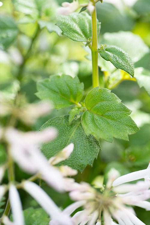 Mona Lavender Mona White (Plectranthus) - Ladybird Nursery