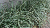 Mondo Grass Alba Variegata (Ophiopogon intermedius)