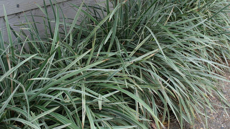 Mondo Grass Alba Variegata (Ophiopogon intermedius)