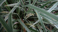 Mondo Grass Alba Variegata (Ophiopogon intermedius) - Ladybird Nursery