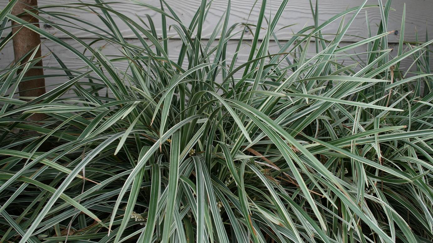 Mondo Grass Alba Variegata (Ophiopogon intermedius)