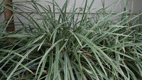 Mondo Grass Alba Variegata (Ophiopogon intermedius) - Ladybird Nursery
