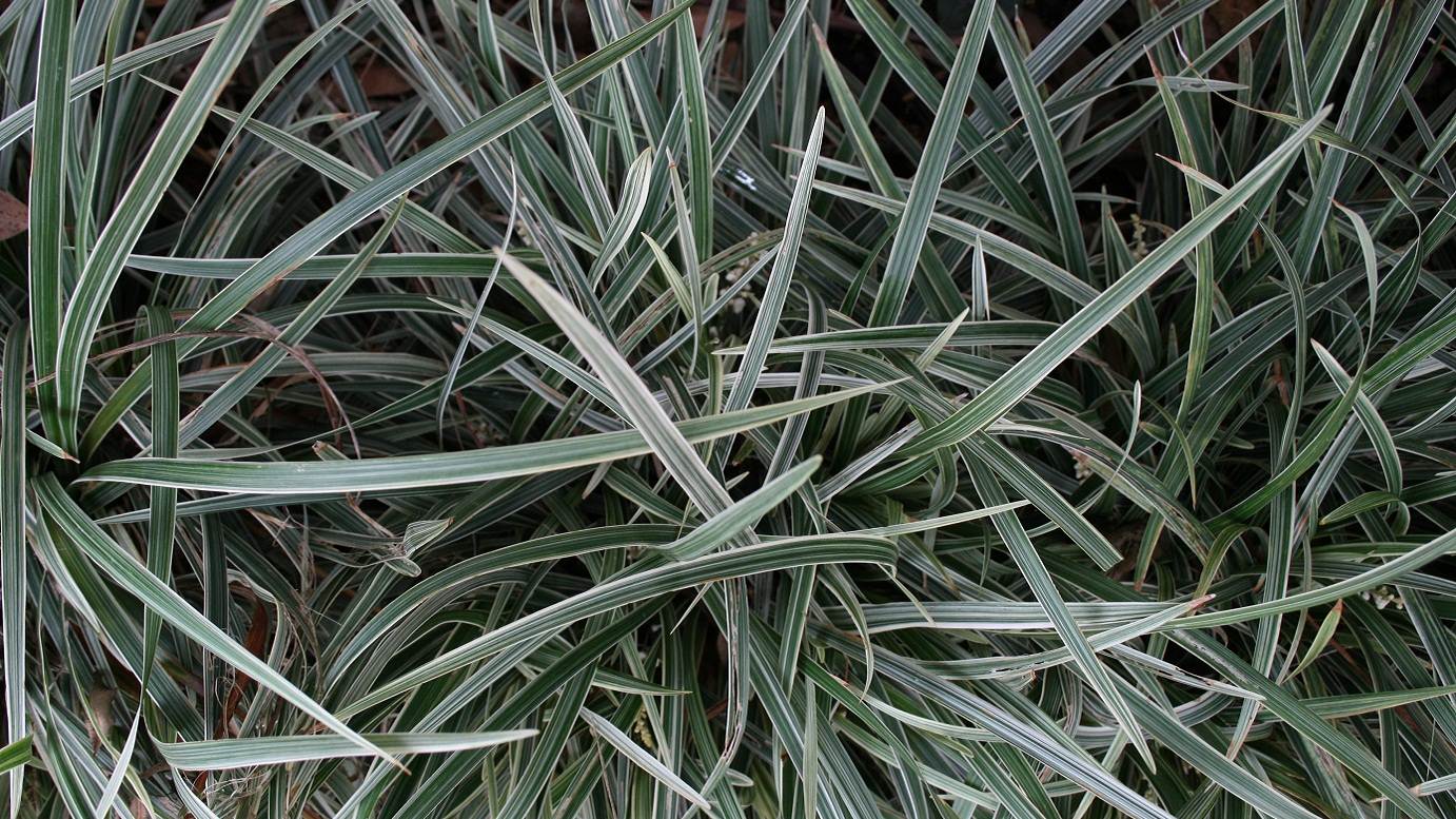 Mondo Grass Alba Variegata (Ophiopogon intermedius)