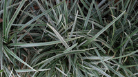 Mondo Grass Alba Variegata (Ophiopogon intermedius)