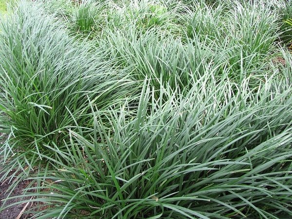 Mondo Grass (Ophiopogon jaburan) - Ladybird Nursery
