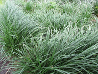 Mondo Grass (Ophiopogon jaburan)