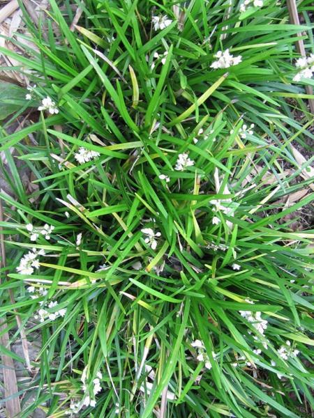 Mondo Grass (Ophiopogon jaburan)