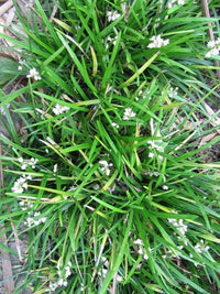Mondo Grass (Ophiopogon jaburan) - Ladybird Nursery