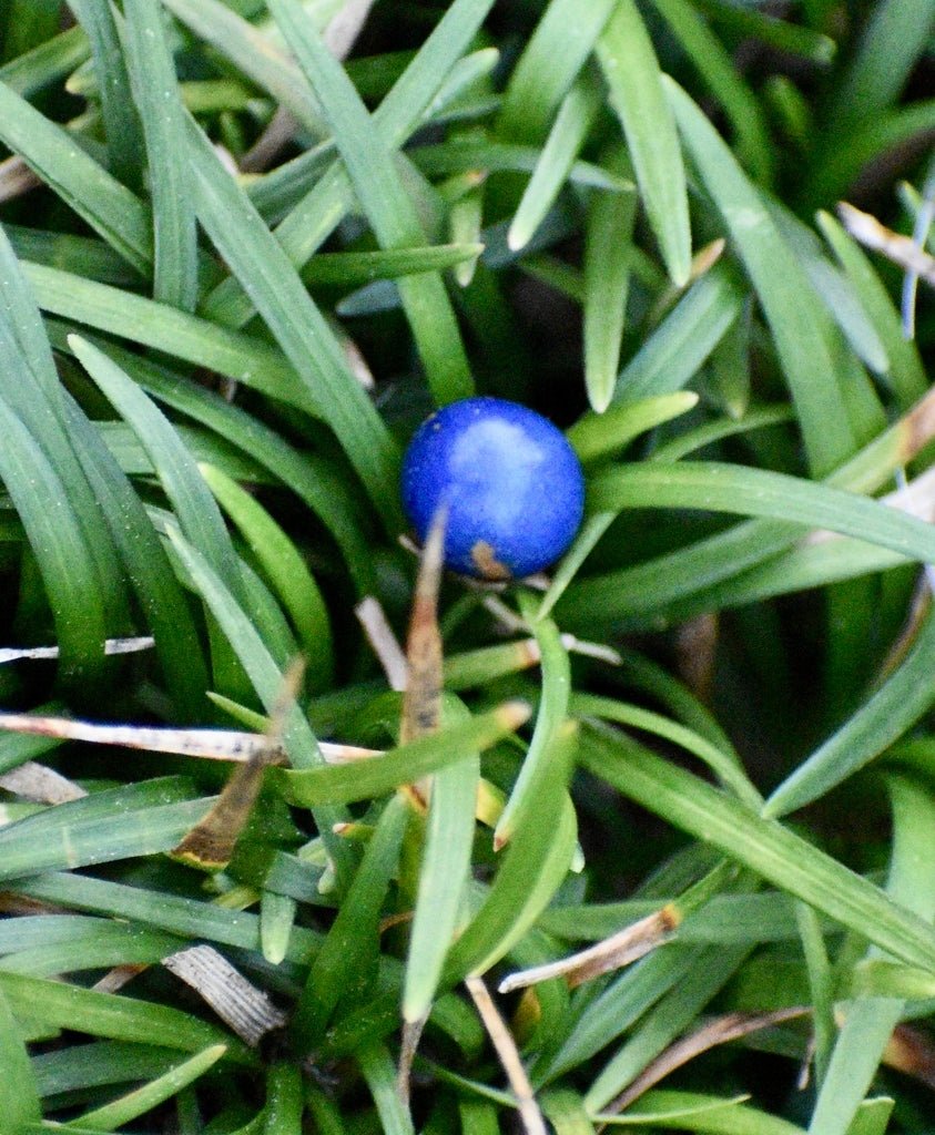 Mondo Grass (Ophiopogon jaburan) - Ladybird Nursery