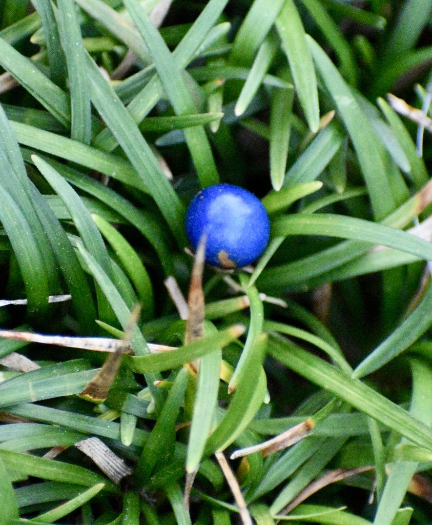 Mondo Grass (Ophiopogon jaburan)