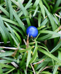 Mondo Grass (Ophiopogon jaburan)