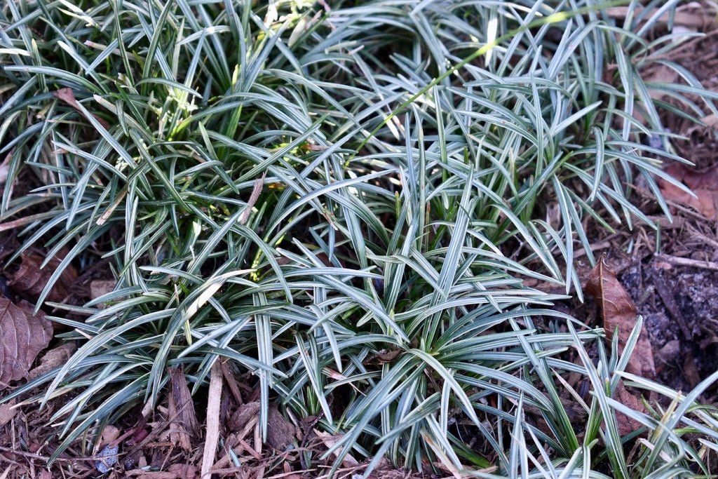 Mondo Grass (Ophiopogon jaburan) - Ladybird Nursery