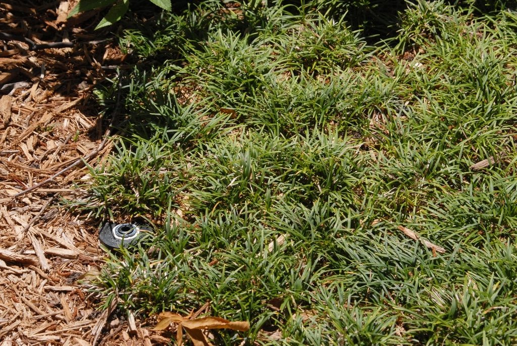 Mondo Grass (Ophiopogon jaburan) - Ladybird Nursery