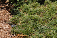 Mondo Grass (Ophiopogon jaburan) - Ladybird Nursery