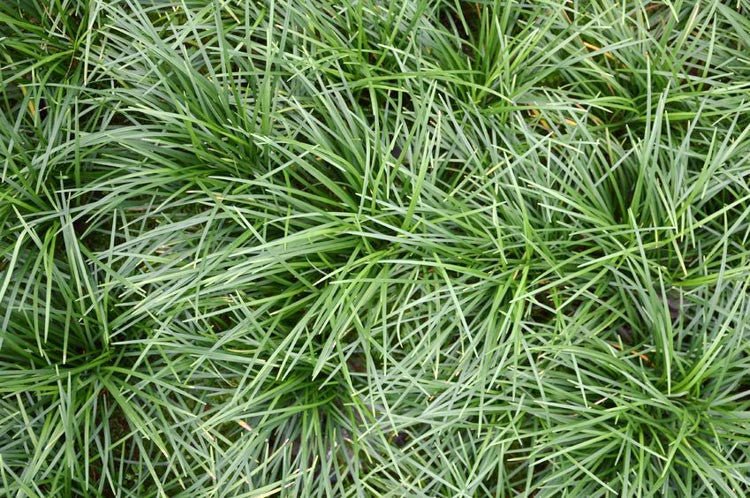 Mondo Grass (Ophiopogon jaburan) - Ladybird Nursery
