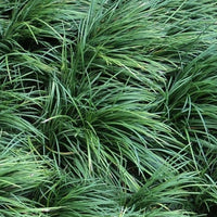 Mondo Grass (Ophiopogon japonicus) - Ladybird Nursery