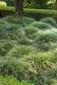 Mondo Grass (Ophiopogon japonicus) - Ladybird Nursery