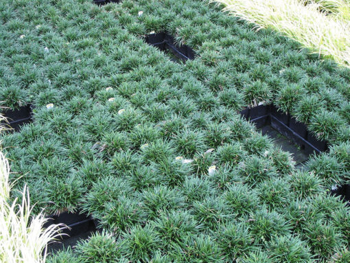 Mondo Grass (Ophiopogon japonicus)