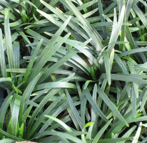 Mondo Grass (Ophiopogon japonicus)