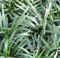 Mondo Grass (Ophiopogon japonicus)