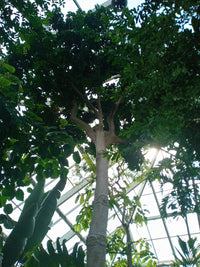Money Tree (Pachira glabra)