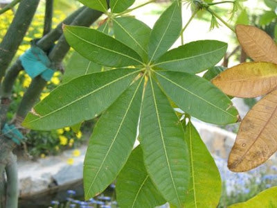 Money Tree (Pachira glabra)