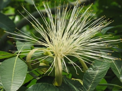 Money Tree (Pachira glabra)