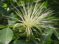 Money Tree (Pachira glabra)