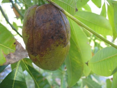 Money Tree (Pachira glabra)