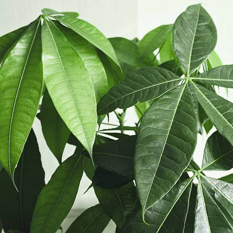 Money Tree (Pachira aquatica) - Ladybird Nursery