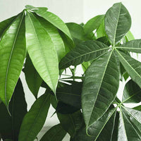 Money Tree (Pachira aquatica) - Ladybird Nursery