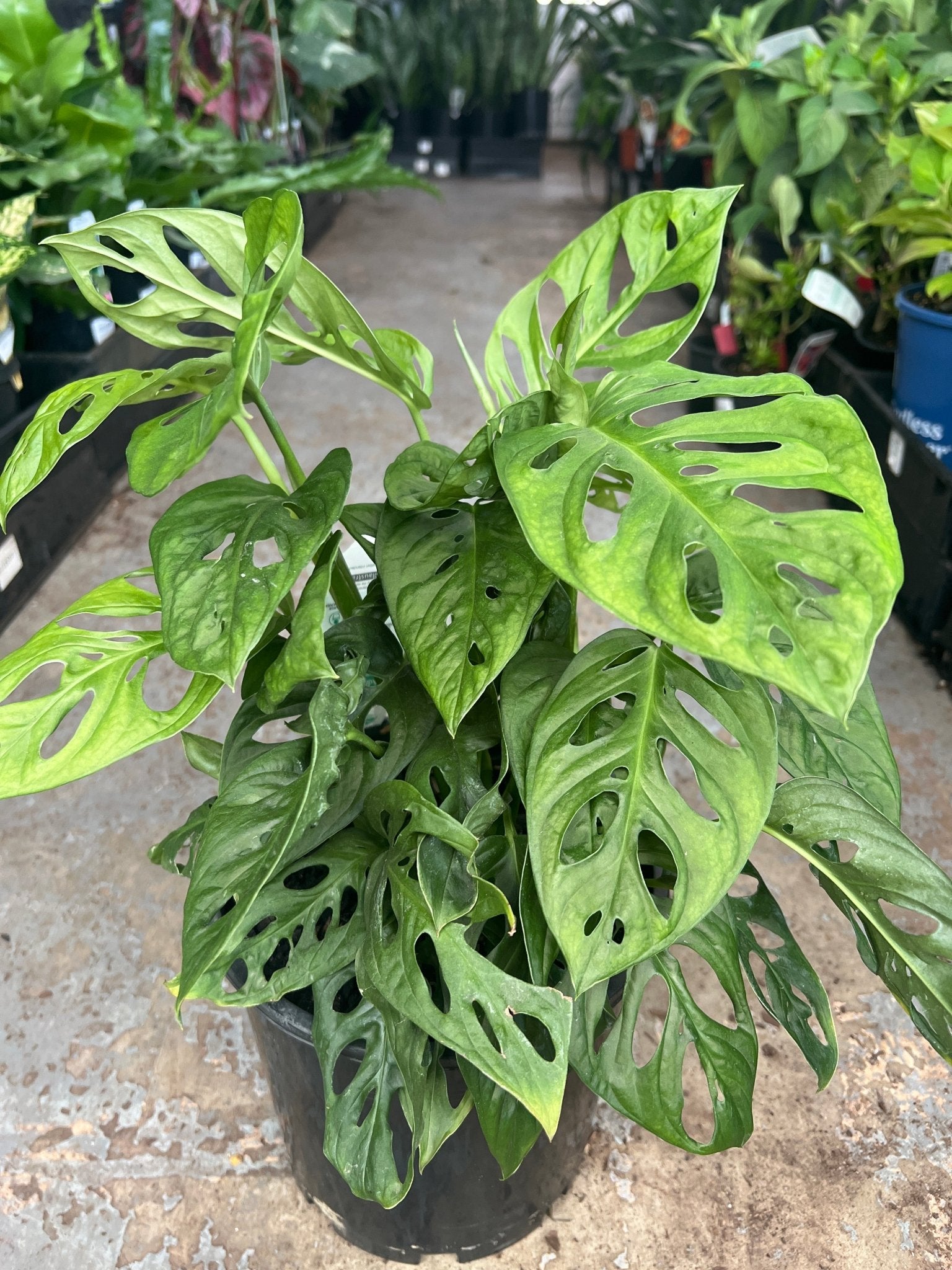 Monkey Mask (Monstera adansonii) - Ladybird Nursery