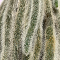 Monkey Tail Cactus in Hanger - Ladybird Nursery